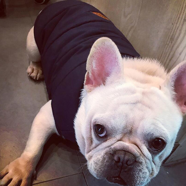 custom pet dog garment