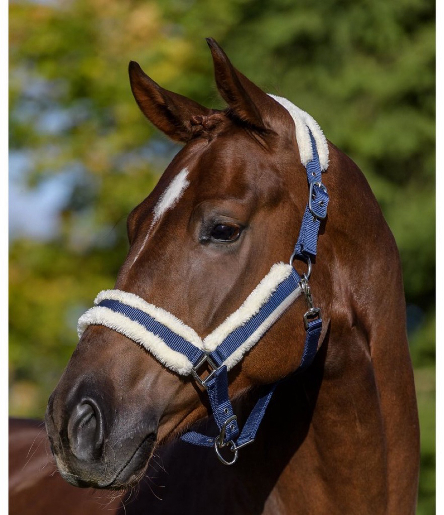 equestrian gear supplier